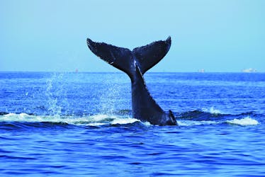 Croisière d’observation des baleines de luxe à Sydney avec déjeuner